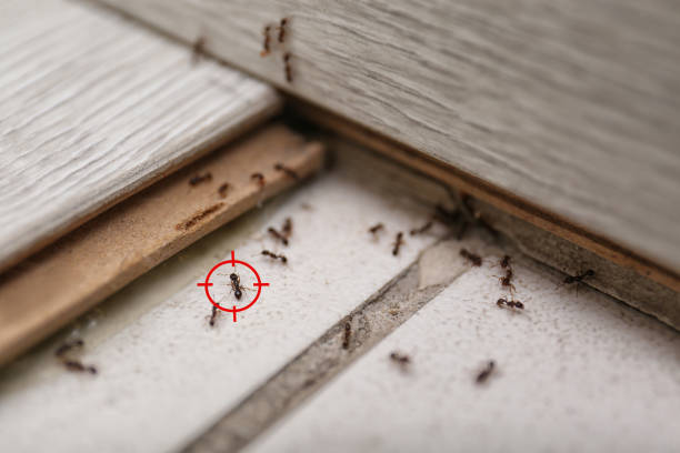 Professional Pest Control in Brooks, KY
