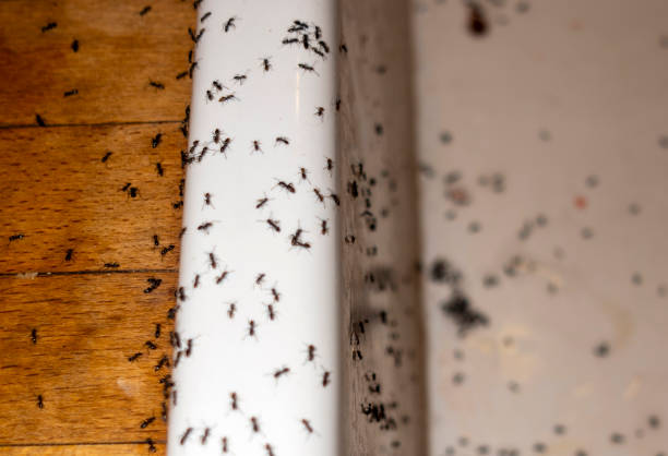 Best Exterminator Services  in Brooks, KY