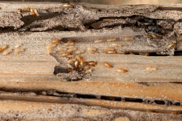 Best Flea Control Services  in Brooks, KY
